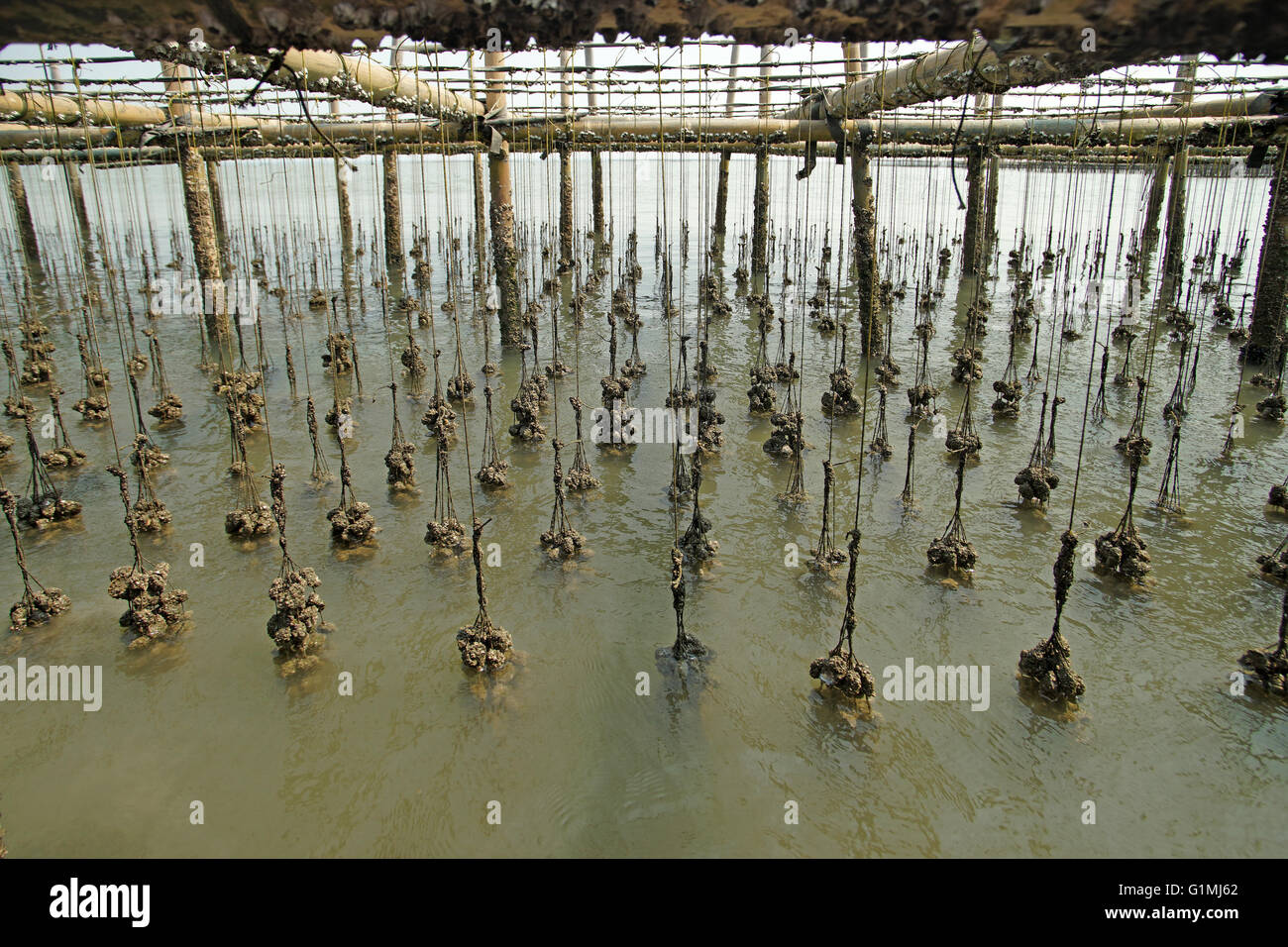 shellfish farming, oysters farm in the sea Stock Photo Alamy