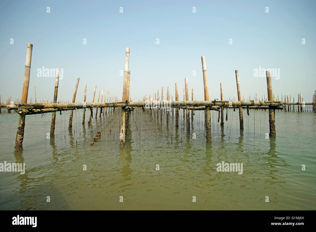 shellfish farming, oysters farm in the sea Stock Photo Alamy