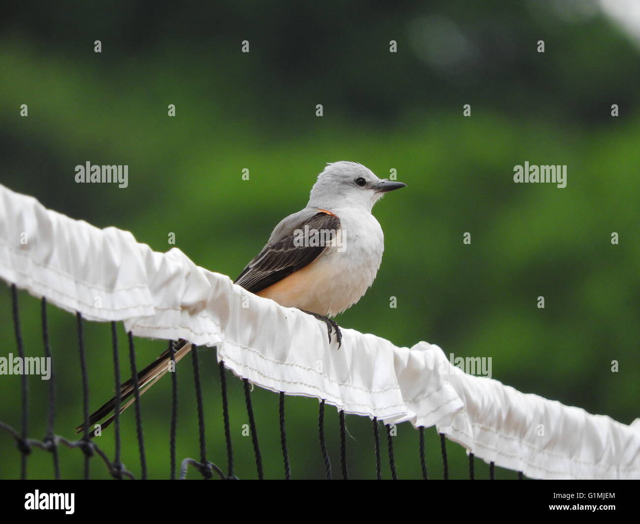 A scissor-tailed flycatcher (Tyrannus forficatus) perches on top of a volleyball net. Stock Photo