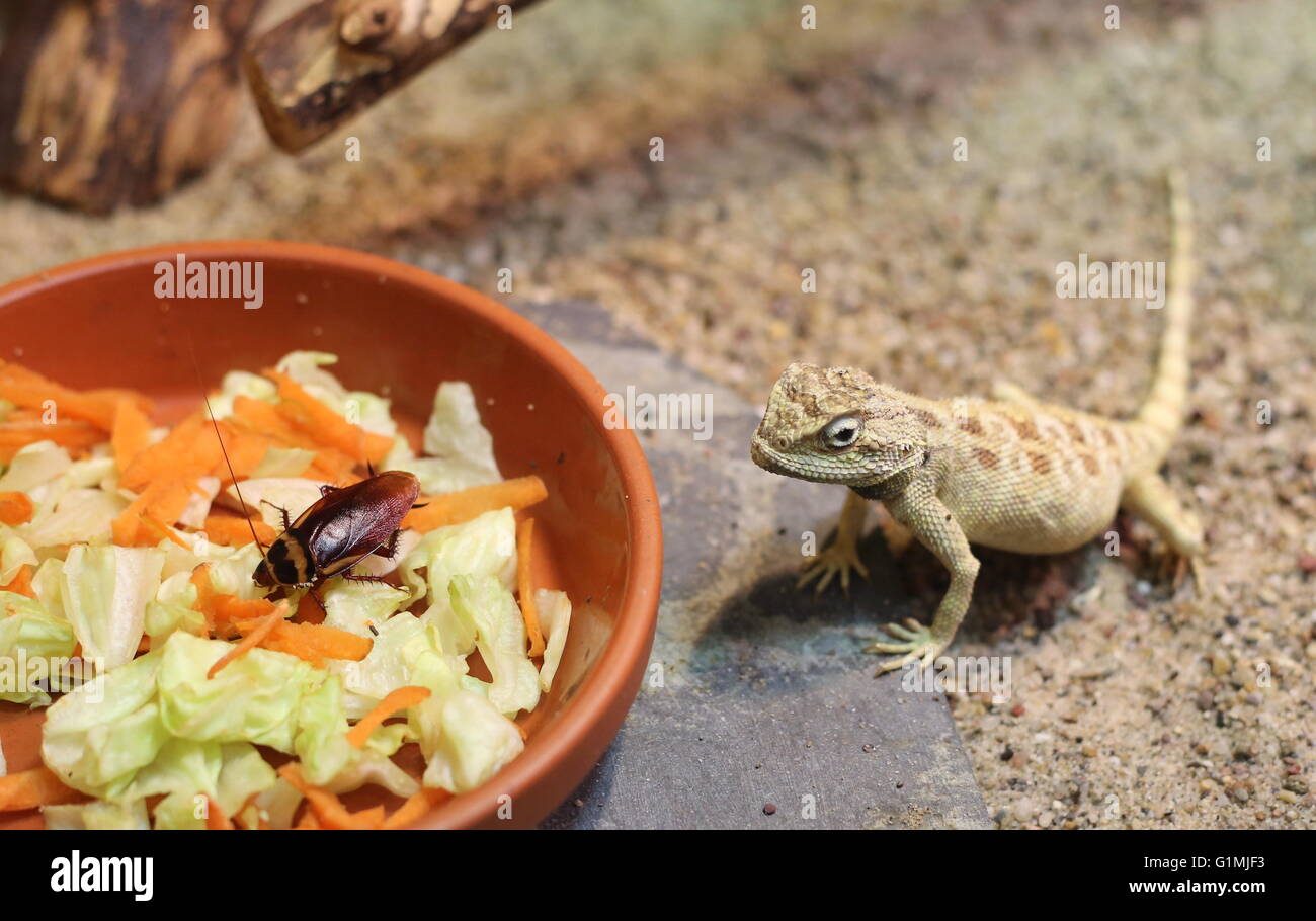 Savignys agama (Trapelus savignii) watchin its food: Vegetables and a cockroach. Stock Photo