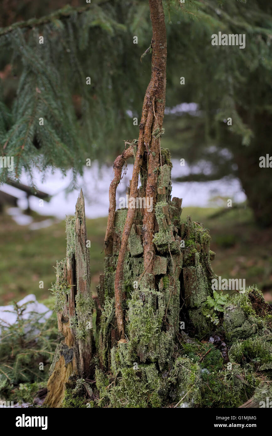 Young spruce tree (Picea) growing from the rotting remains of an old tree. Stock Photo