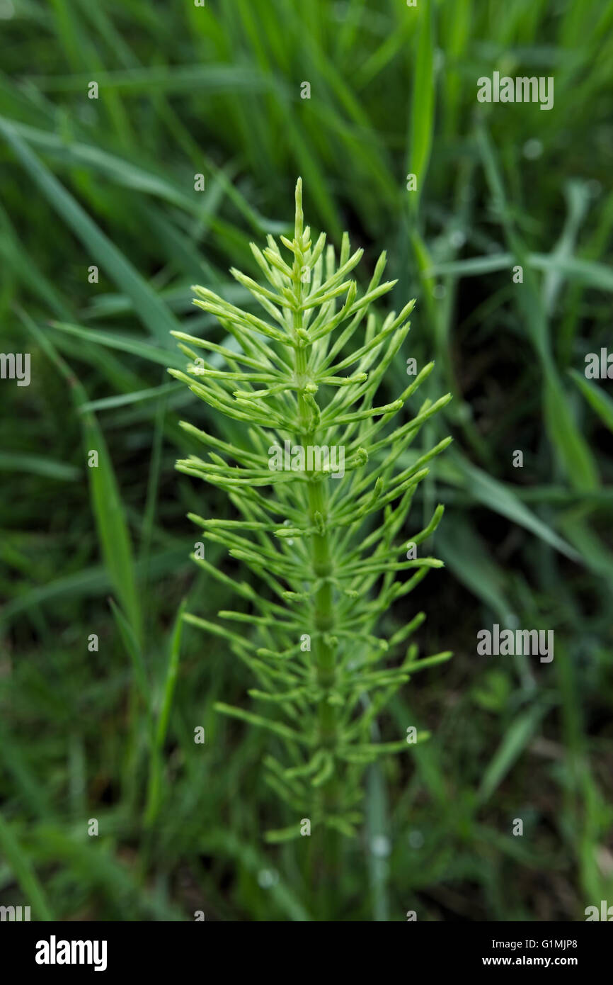 A field horsetail (Equisetum arvense) stem in the grass. Stock Photo