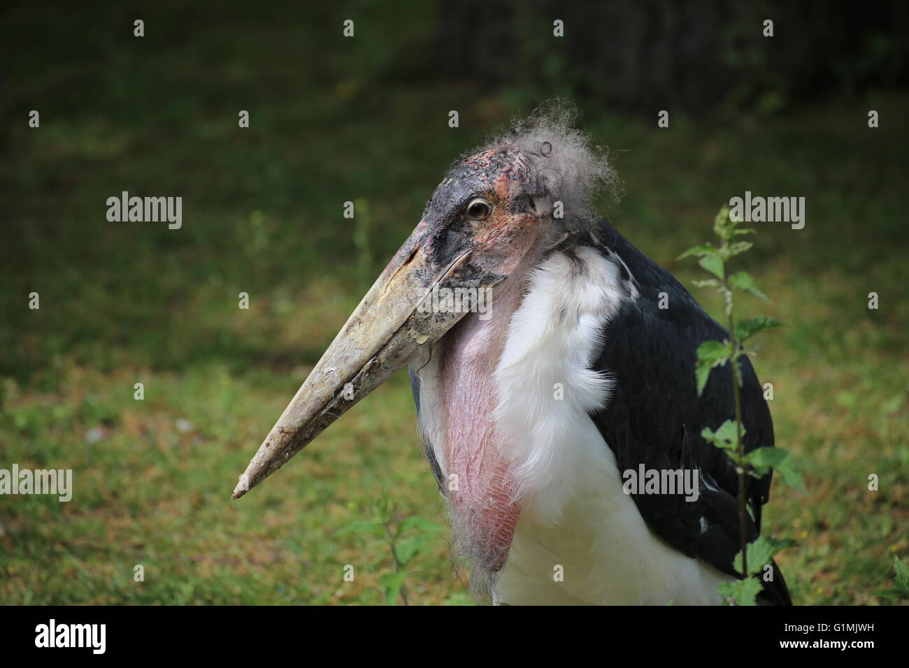 Portrait of a marabou stork (Leptoptilos crumenifer). Stock Photo