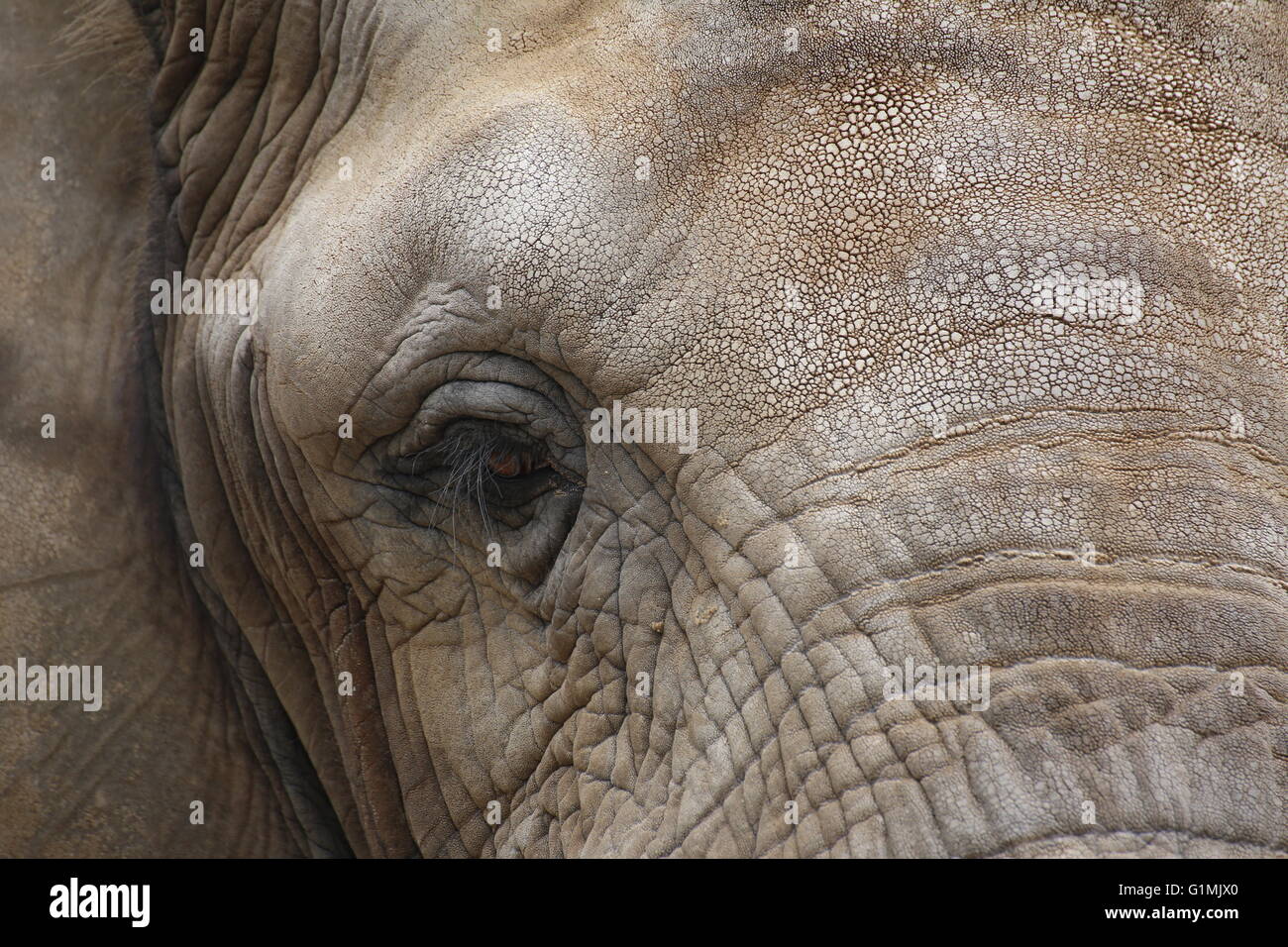 Close up of the face of an african elephant (Loxodonta africana). Stock Photo