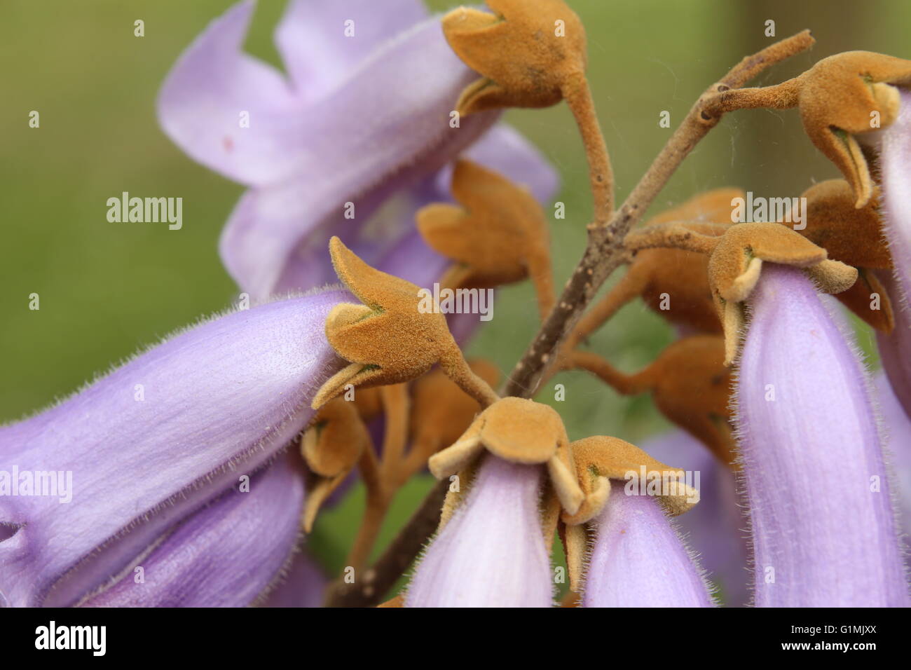 Macro of calyx of the princess tree (Paulownia tomentosa). Stock Photo