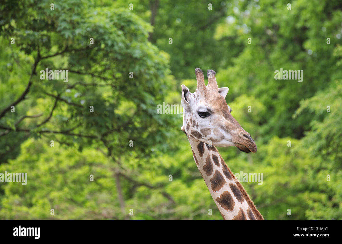 Head of Rothschilds Giraffe (Giraffa camelopardalis rothschildi) in ...