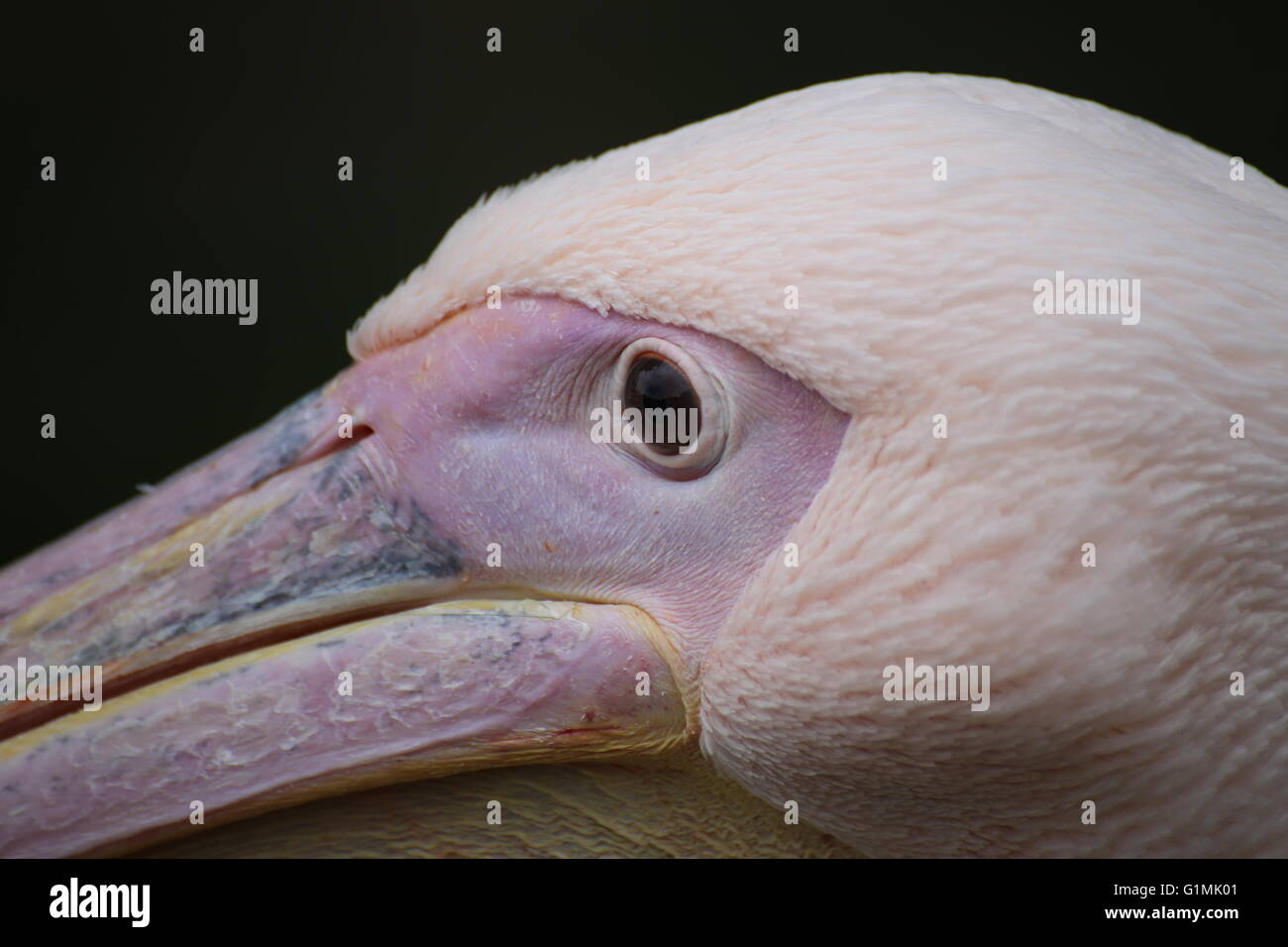 Detail of the face of a rosy pelican (Pelecanus onocrotalus). Stock Photo