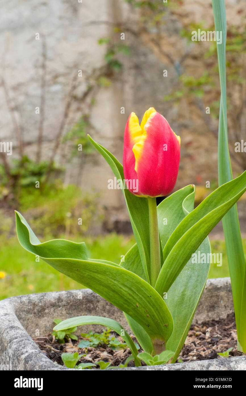 Red tulip in a stone planter at the medieval city of Labastide d Armagnac. France. Stock Photo