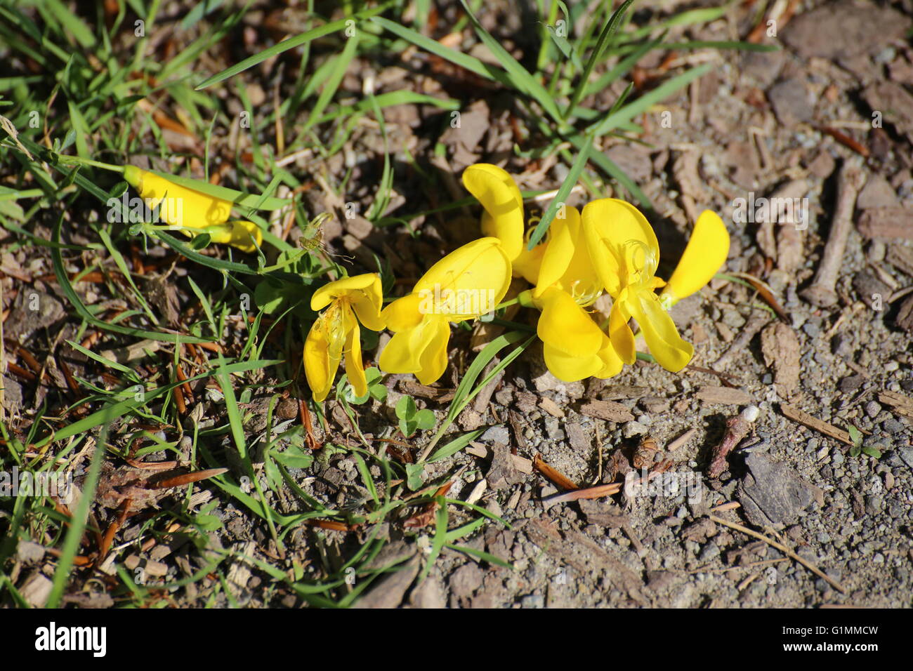 Yellow blossoms of the Common Broom (Cytisus scoparius), lying on the ground. Stock Photo