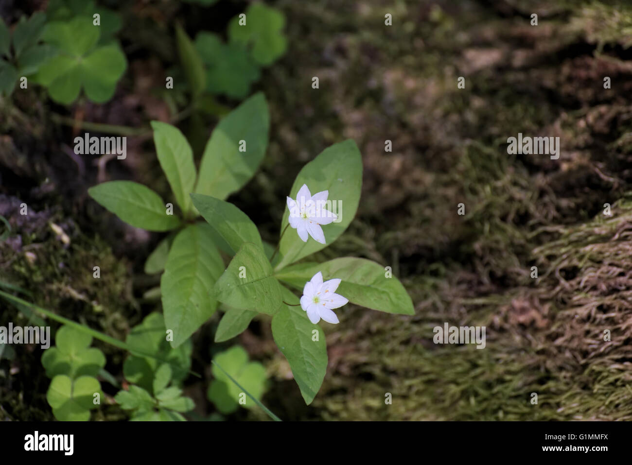 Arctic starflower (Trientalis europaea) with two blossoms. Stock Photo