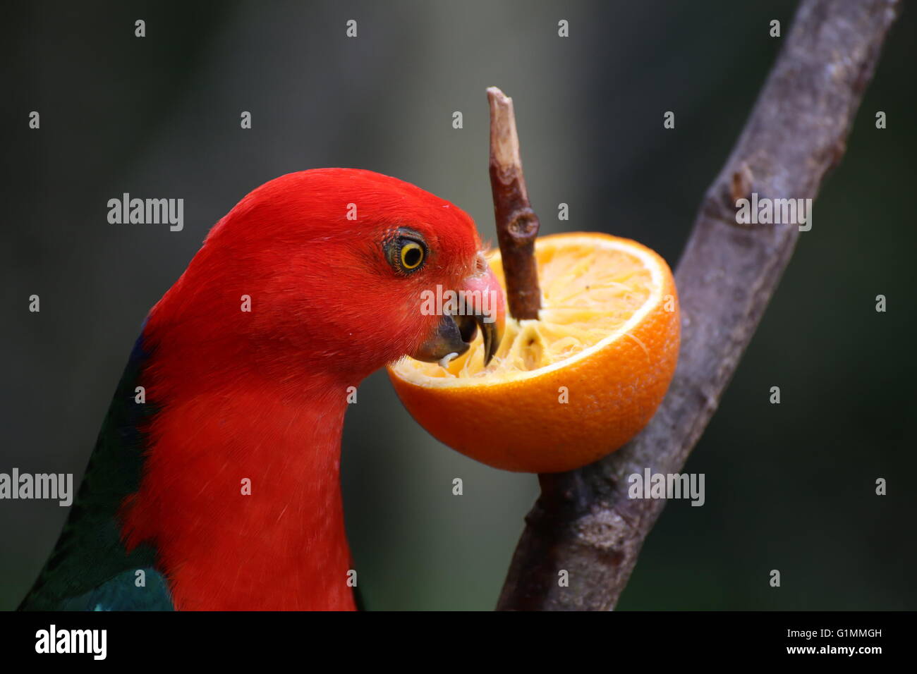 Australian king parrot (Alisterus scapularis) eating an orange Stock