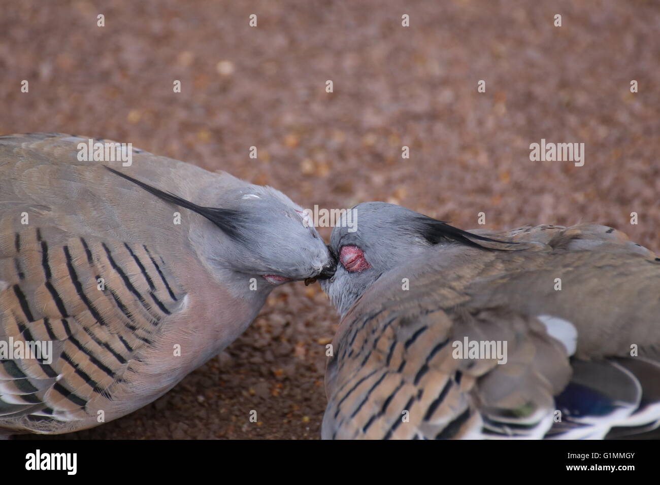 Two crested pigeons (Ocyphaps lophotes) feeding each other. Stock Photo