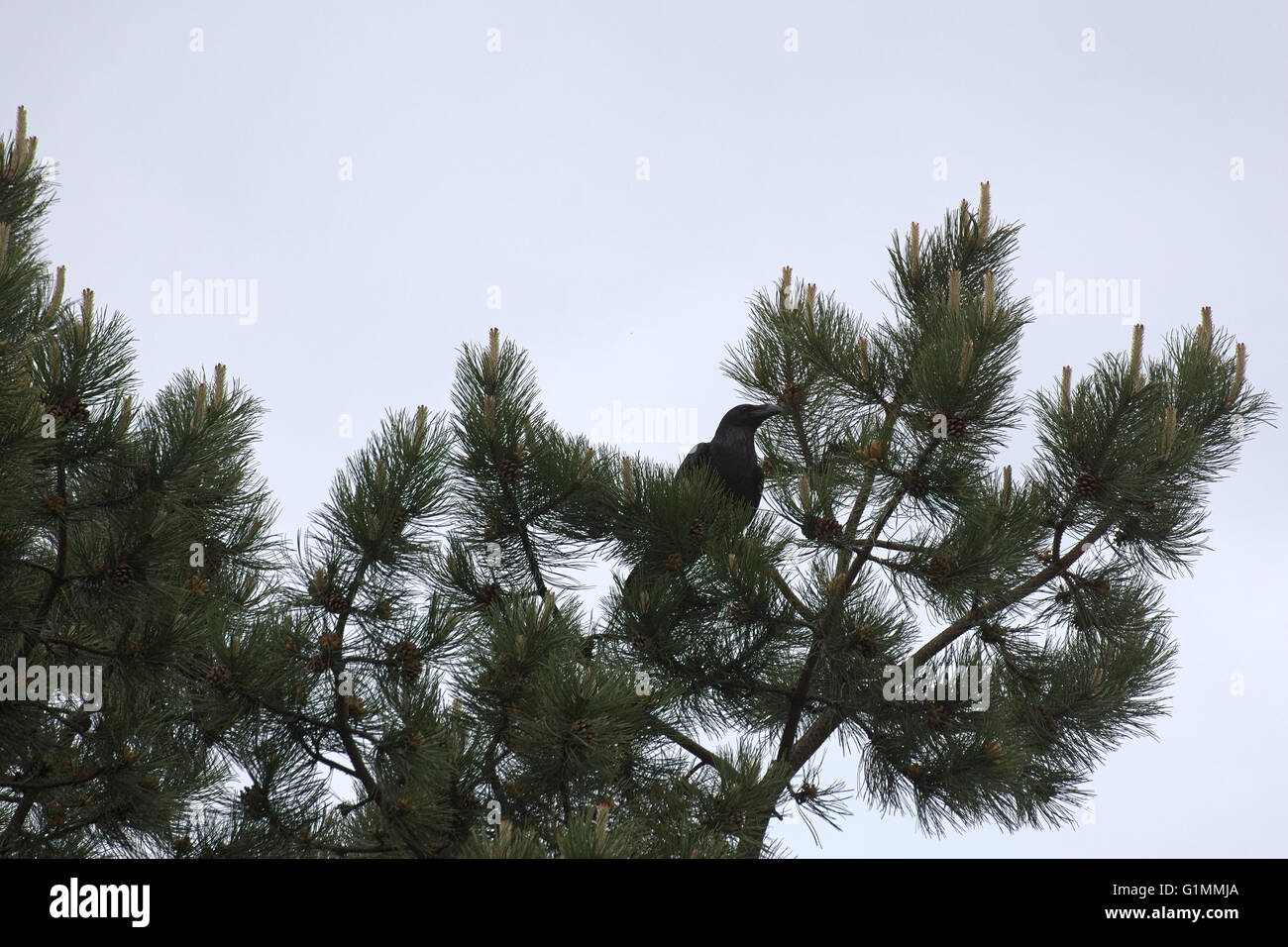 Common raven (Corvus corax) sitting on a conifer. Stock Photo