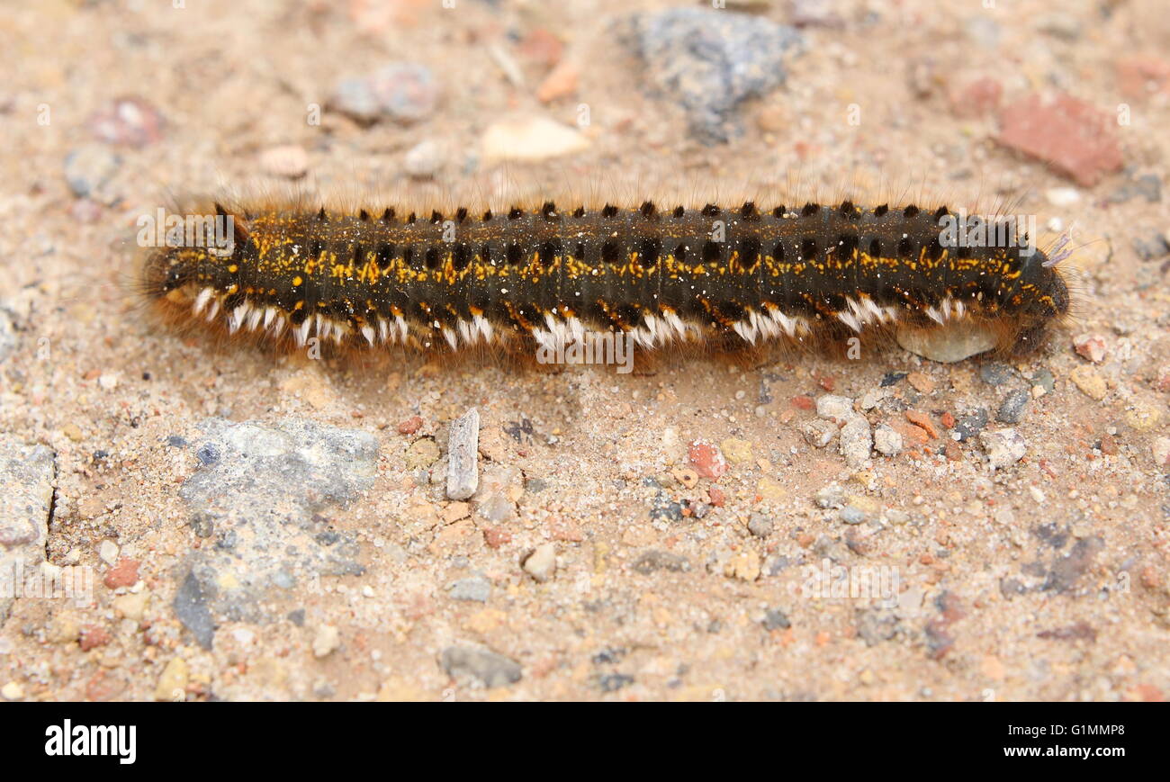 Drinker (Euthrix potatoria) caterpillar on a gravel ground. Stock Photo