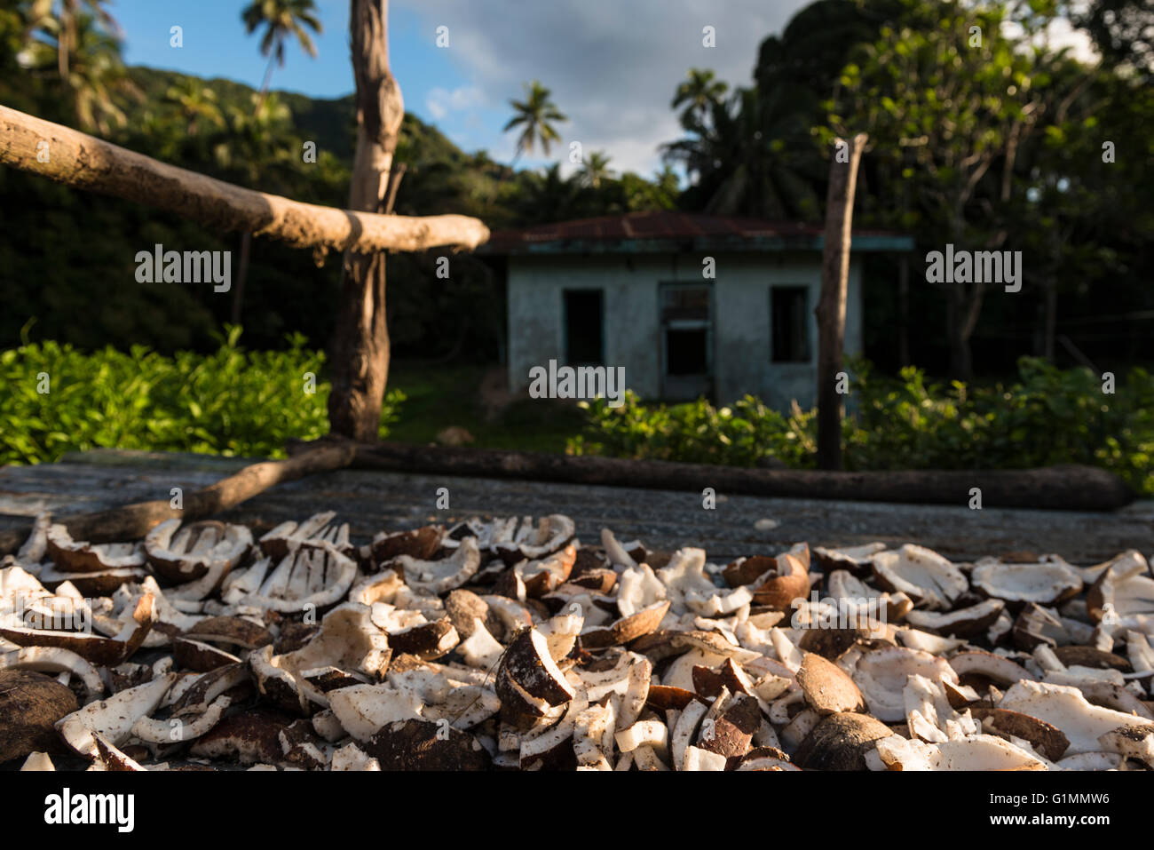 Husked coconuts pieces drying to make copra, in the late afternoon sun and a local house (bure) in the village of Lomati. Matuku, Lau Islands Fiji Stock Photo