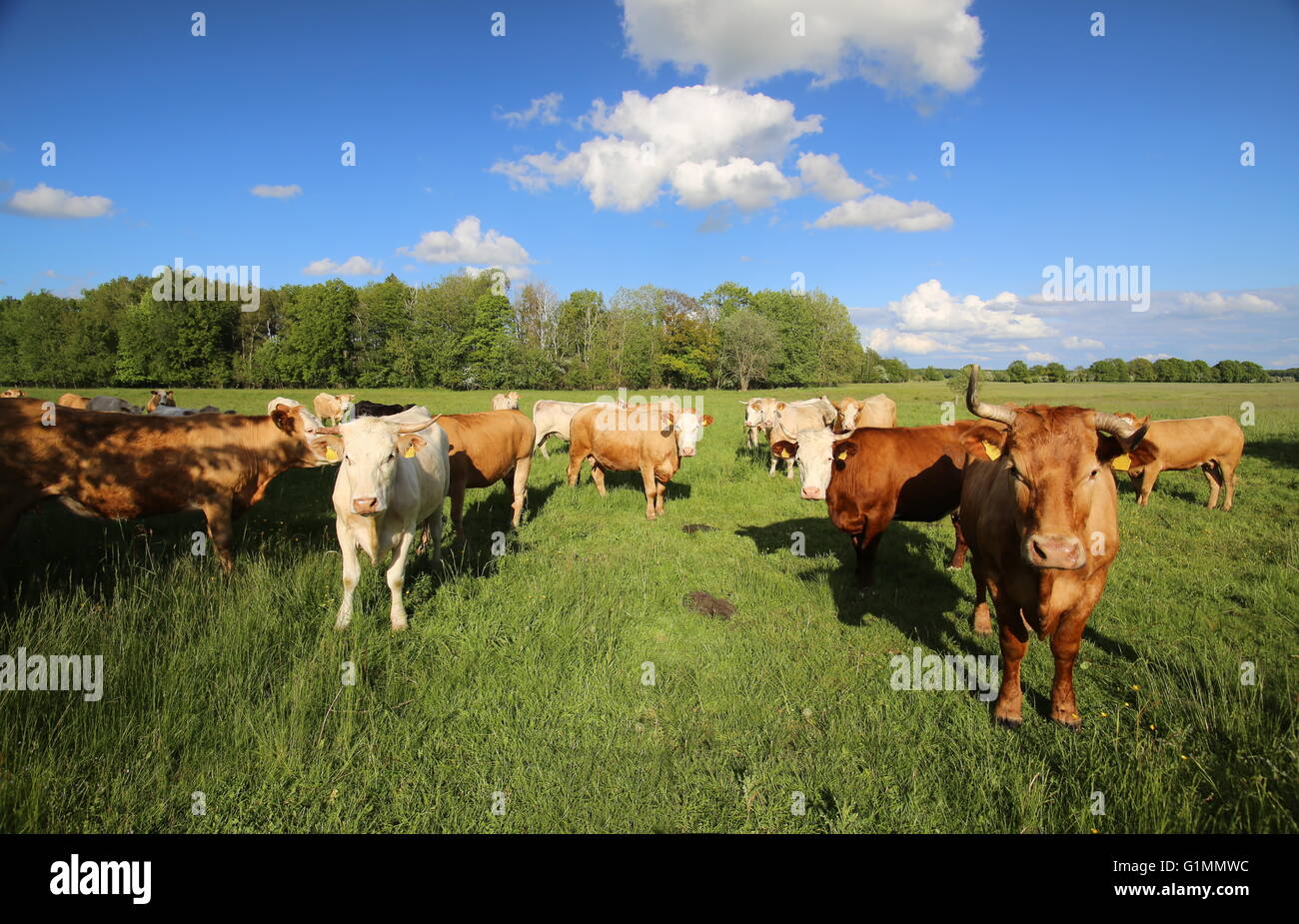 Gelbvieh cattle herd meadow under a blue sky Stock Photo Alamy