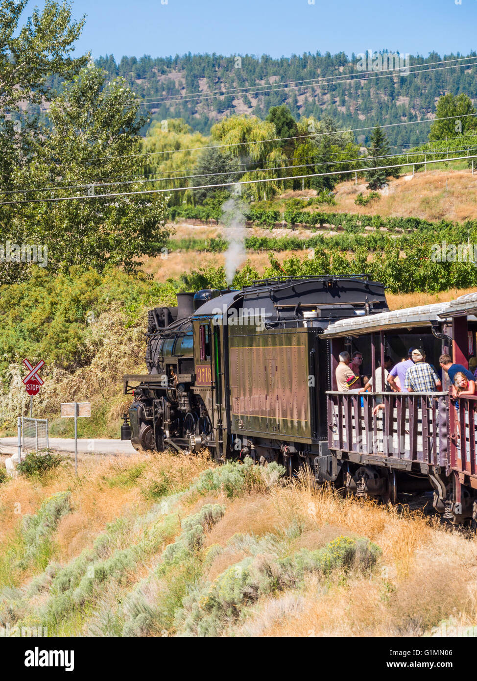 1912 steam 3716, 'Spirit of Summerland, pulls a train on the