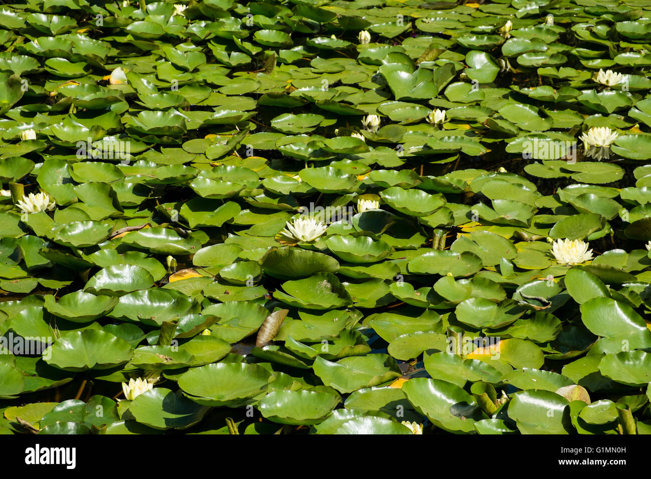 Plantas de vegetacion hi-res stock photography and images - Alamy