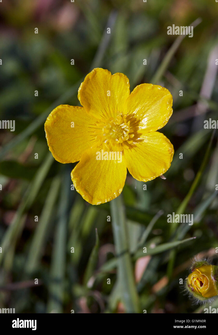 Ranunculus bulbosus bulbous buttercup hires stock photography and
