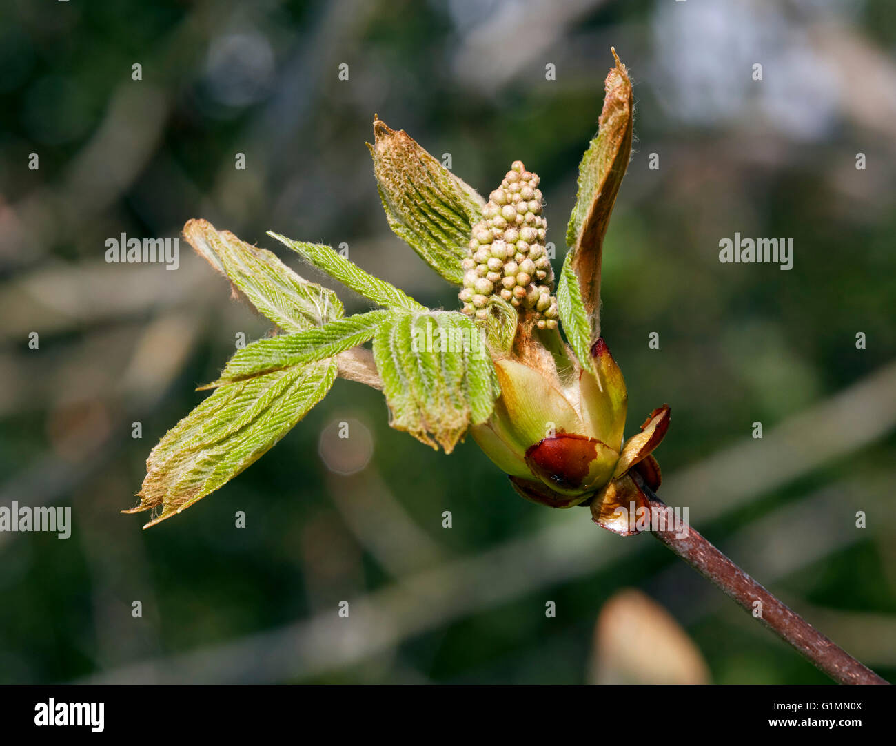 Horse Chestnut flower bud and leaves. Hurst Meadows, West Molesey, Surrey, England. Stock Photo