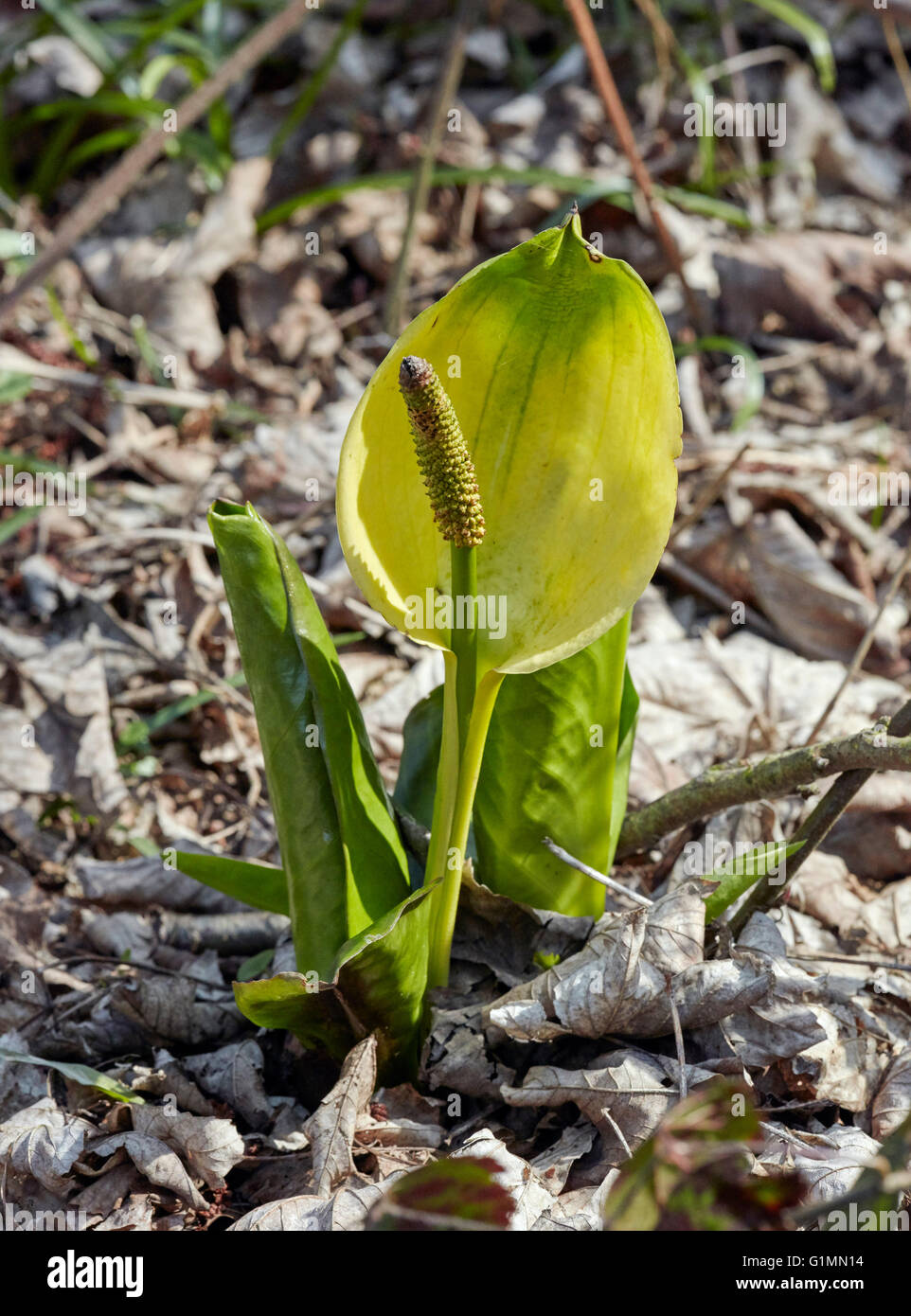 American Skunk-cabbage. West End Common, Esher, Surrey, England. Stock Photo