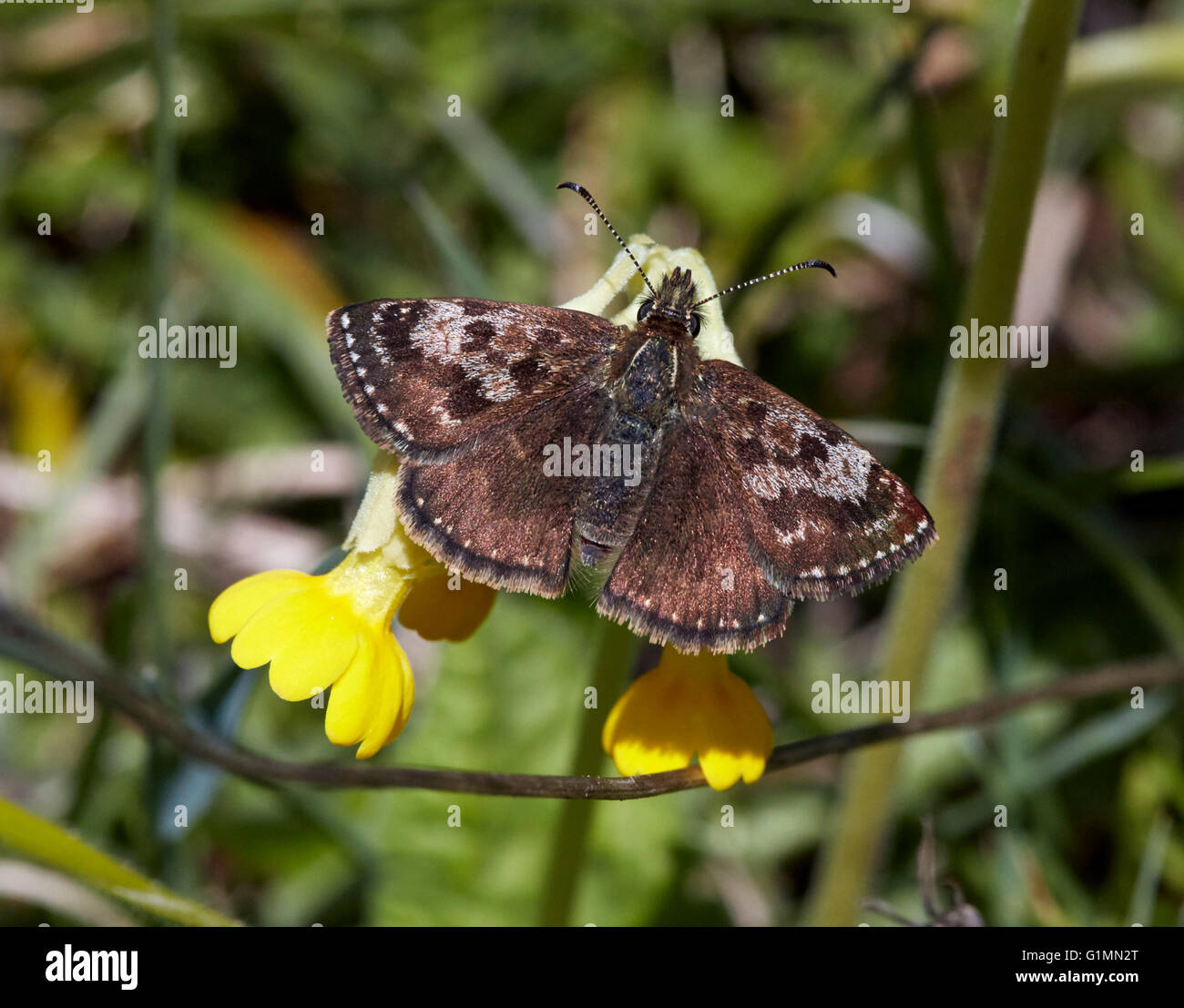 Dingy Skipper butterfly on cowslip flower.  Noar Hill nature reserve, Selborne, Hampshire, Surrey, England. Stock Photo
