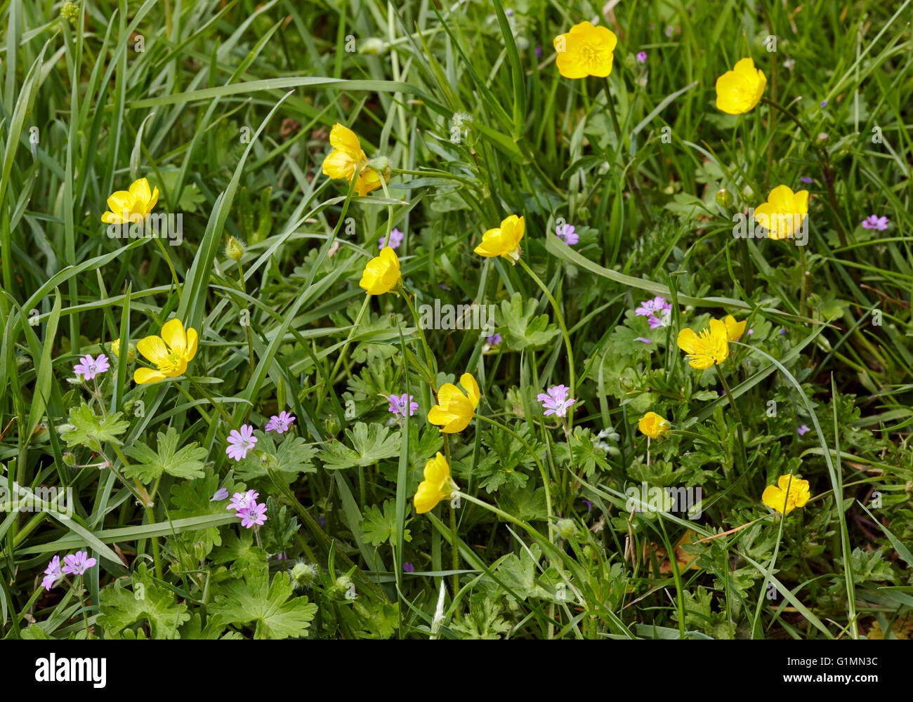 Bulbous Buttercup and Dove's-foot Crane's-bill.  Hurst Meadows, West Molesey, Surrey, England. Stock Photo