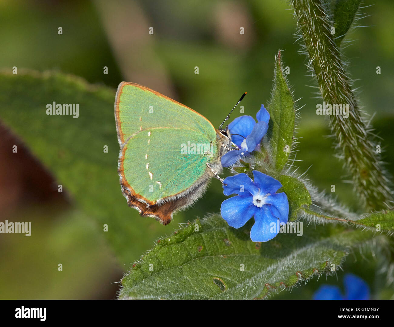 Green Hairstreak giving a glimpse of its brown upperside nectaring on Green Alkanet.  Fairmile Common, Esher, Surrey, England. Stock Photo