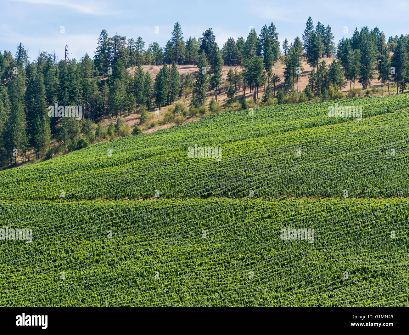 Vineyard at See Ya Later Ranch and Winery, Near Okanagan Falls, BC, Canada Stock Photo Alamy