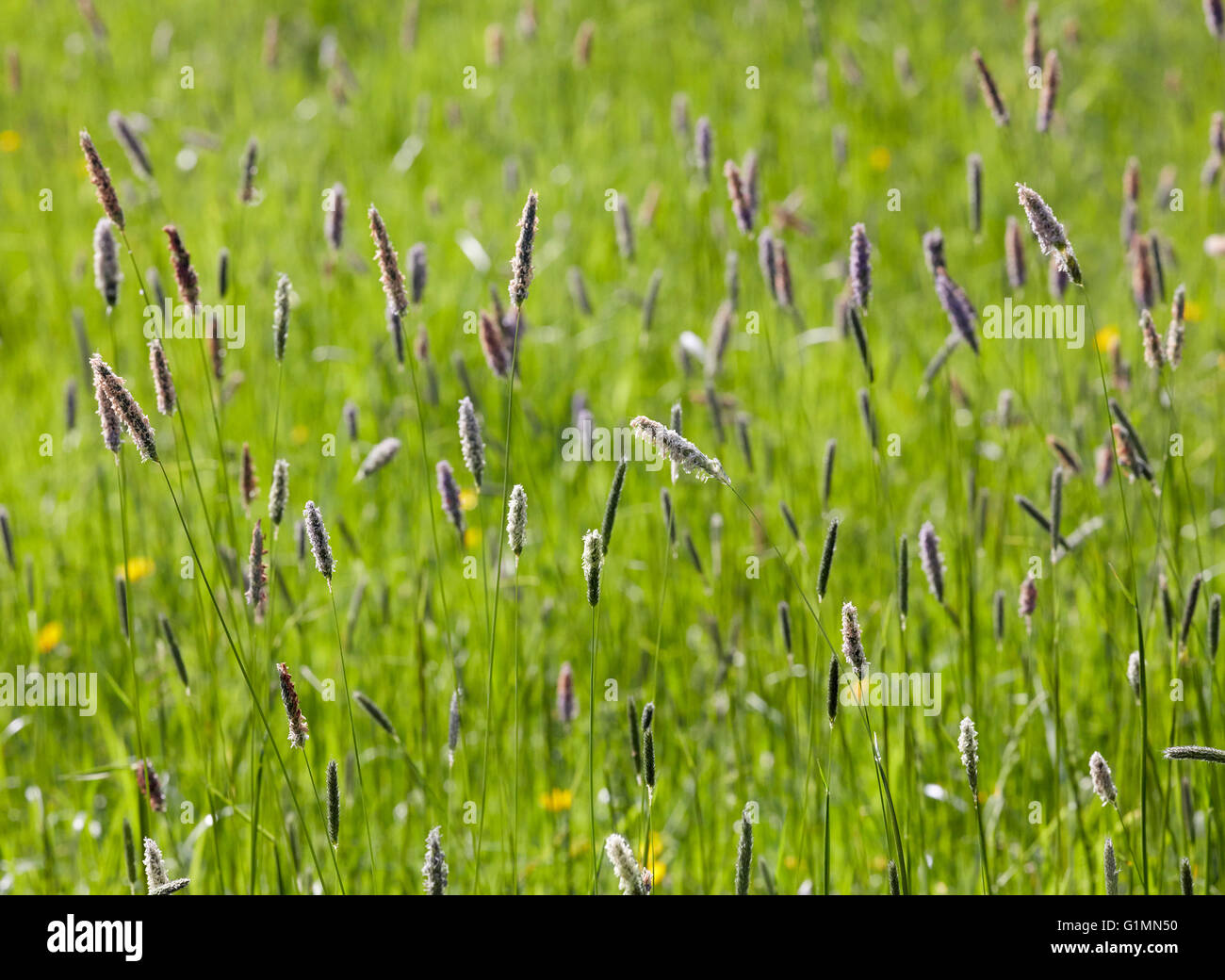 Meadow Foxtail grass. Hurst Meadows, West Molesey, Surrey, England. Stock Photo