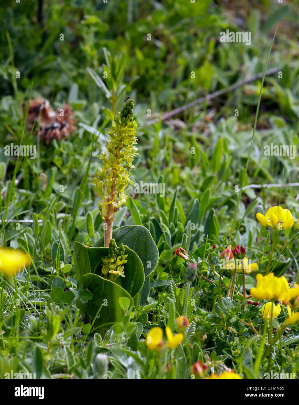 Common Twayblade. Howell Hill nature reserve, Ewell, Surrey, England. Stock Photo