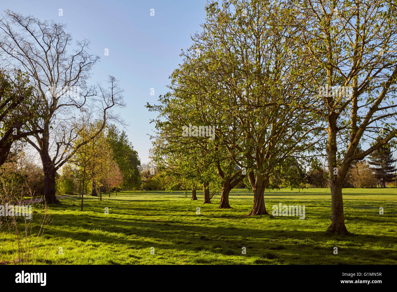Hurst Meadows, West Molesey, Surrey, England Stock Photo Alamy