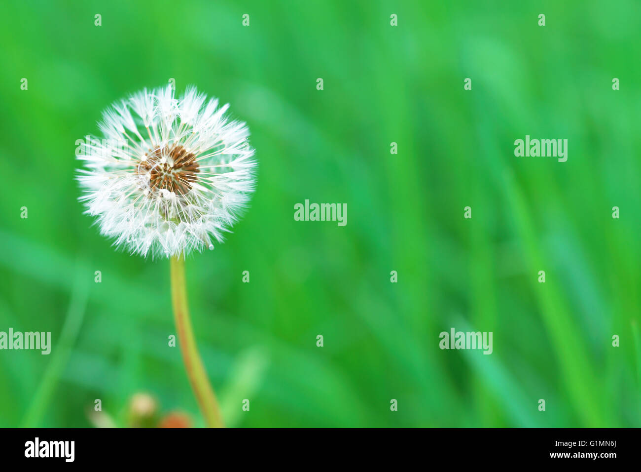 Dandelion clock in grass meadow Stock Photo - Alamy