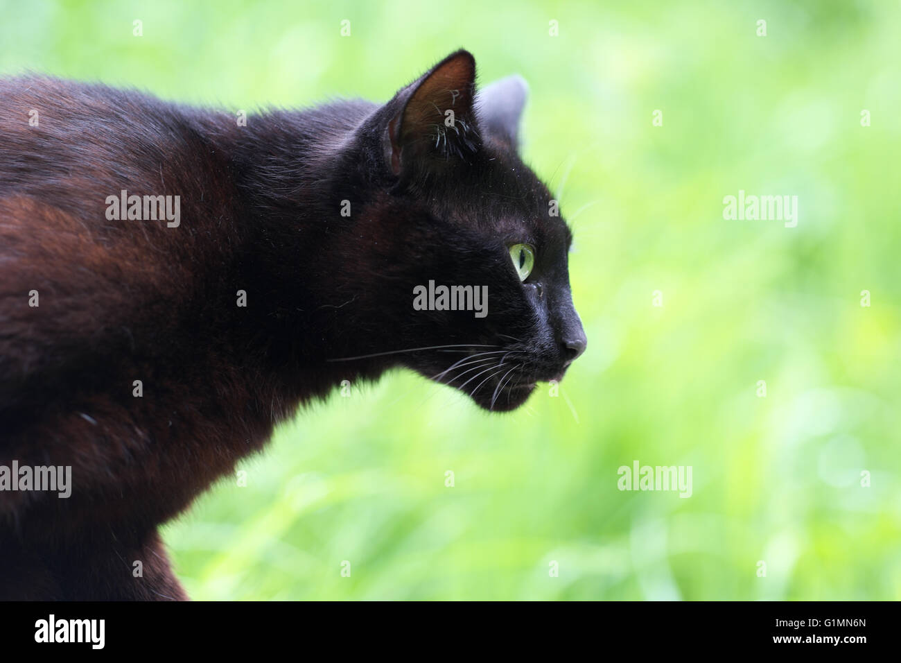 Black cat prowling hunting in the garden Stock Photo - Alamy
