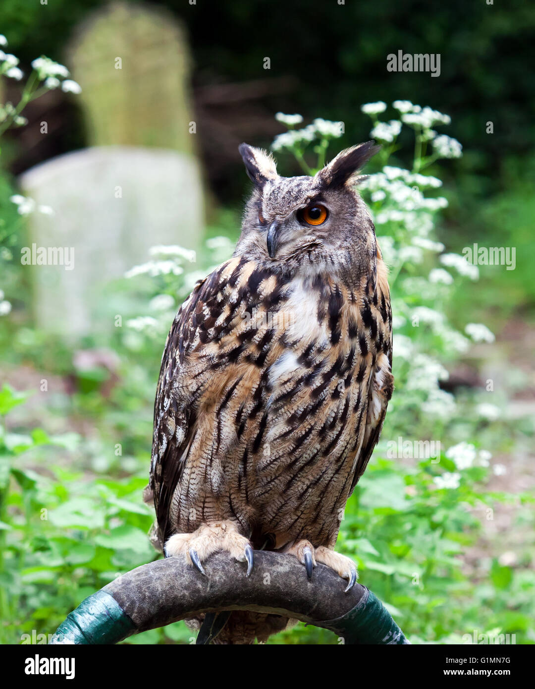 Image of a Eurasian eagle-owl (Bubo bubo), part of  a Falconry display, during the Nunhead Cemetery open day 2014 Stock Photo