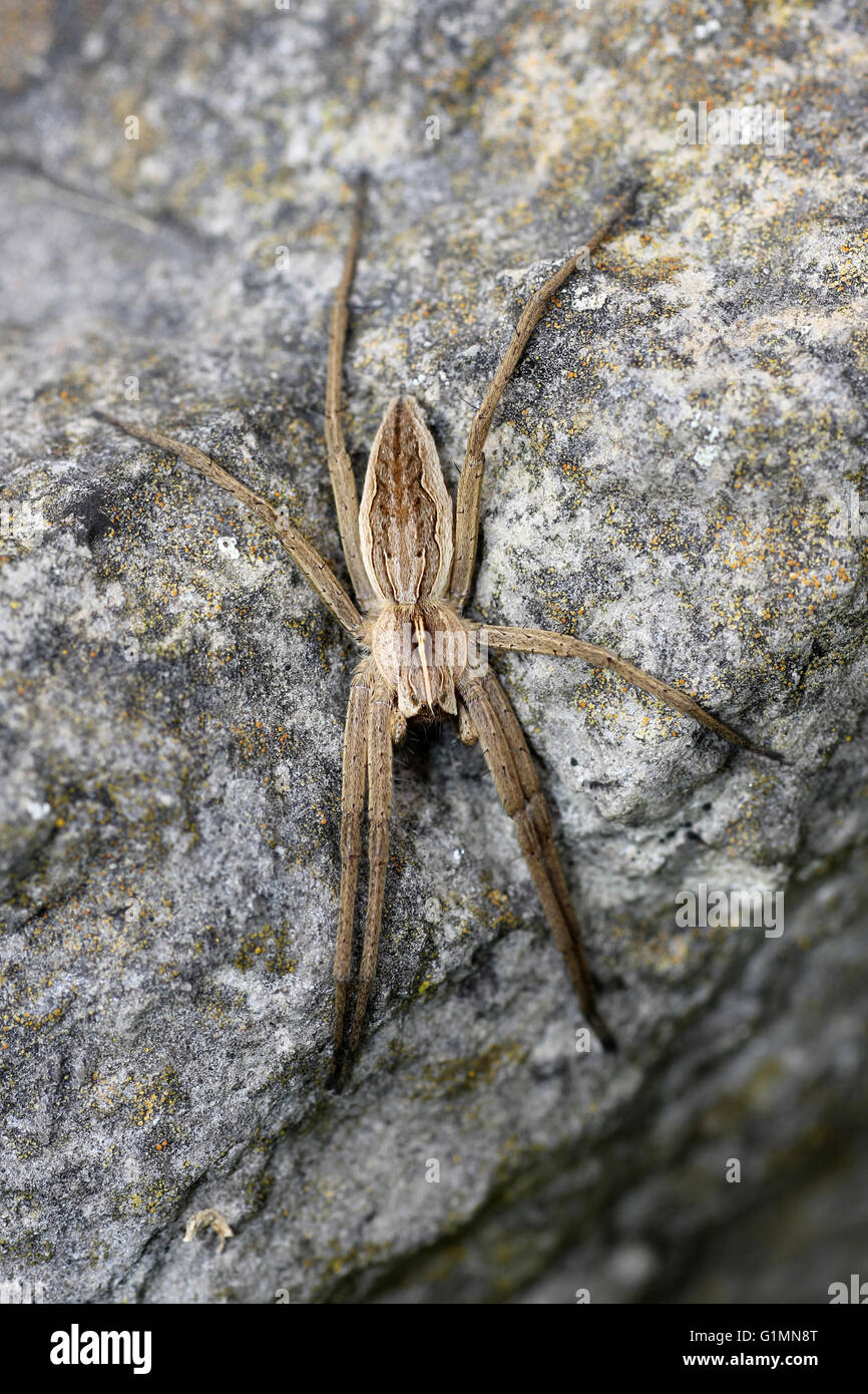 Nursery-web Spider Pisaura mirabilis Stock Photo