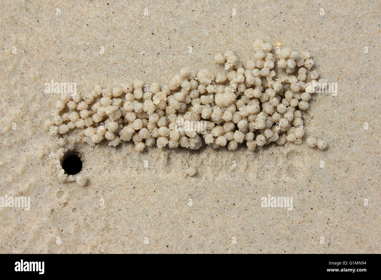 Balls Of Sand Outside Crab Burrow Made By The Sand Bubbler Crab Dotilla