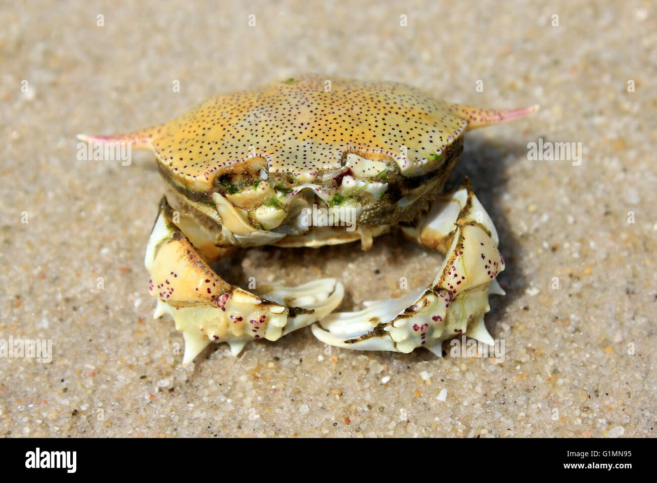 Crab On Hua Hin Beach, Thailand Stock Photo