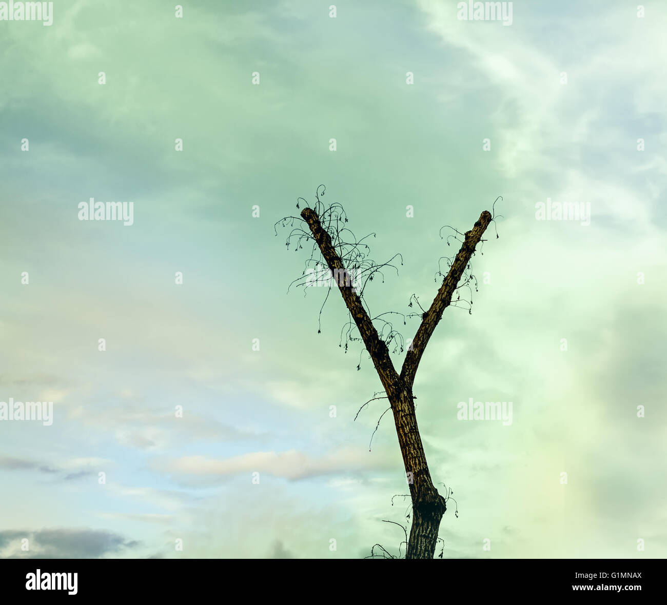 High tree in shape of y at blue and green sky background Stock Photo