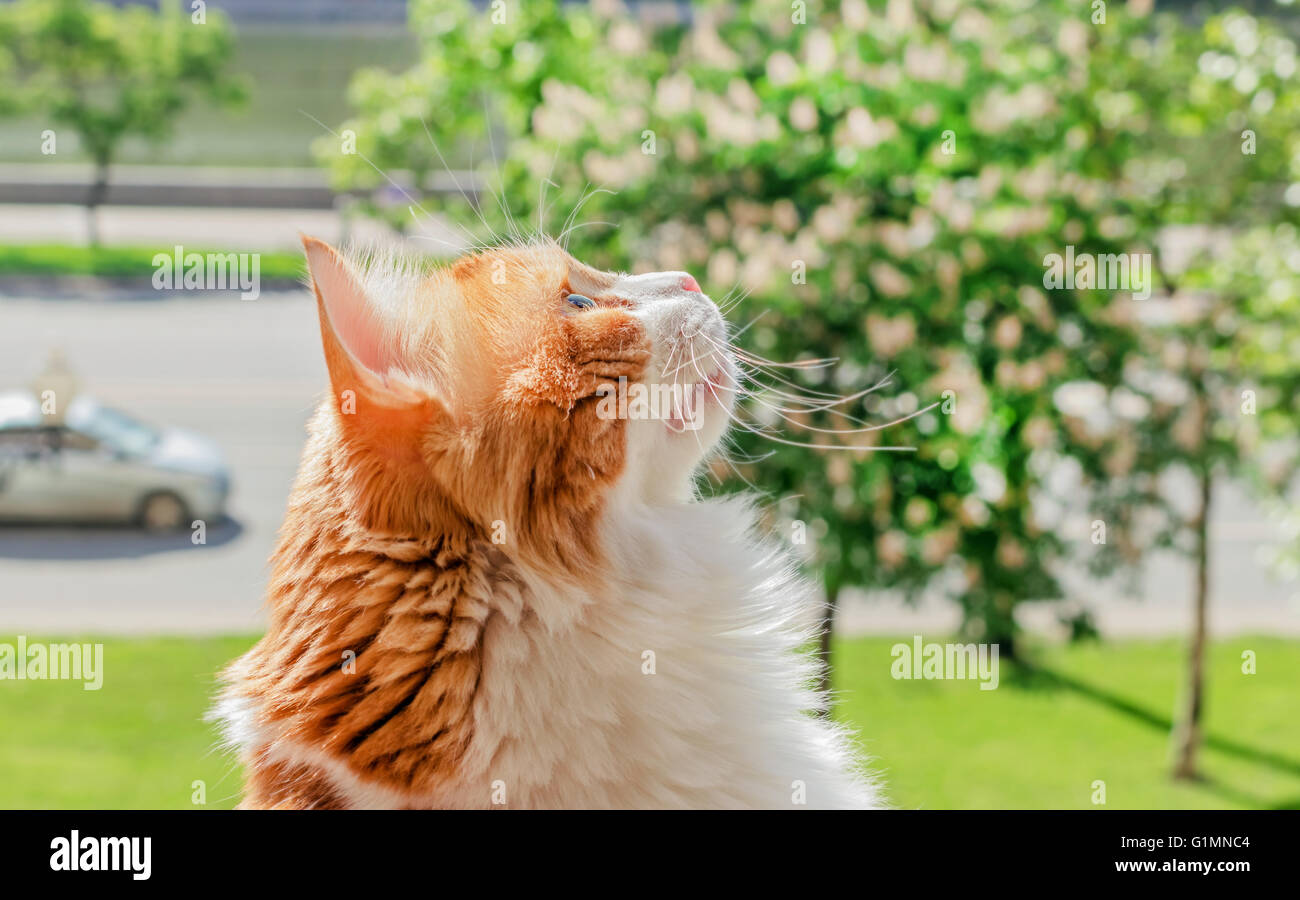 Nice dreamy red cat looking up on sunny day Stock Photo