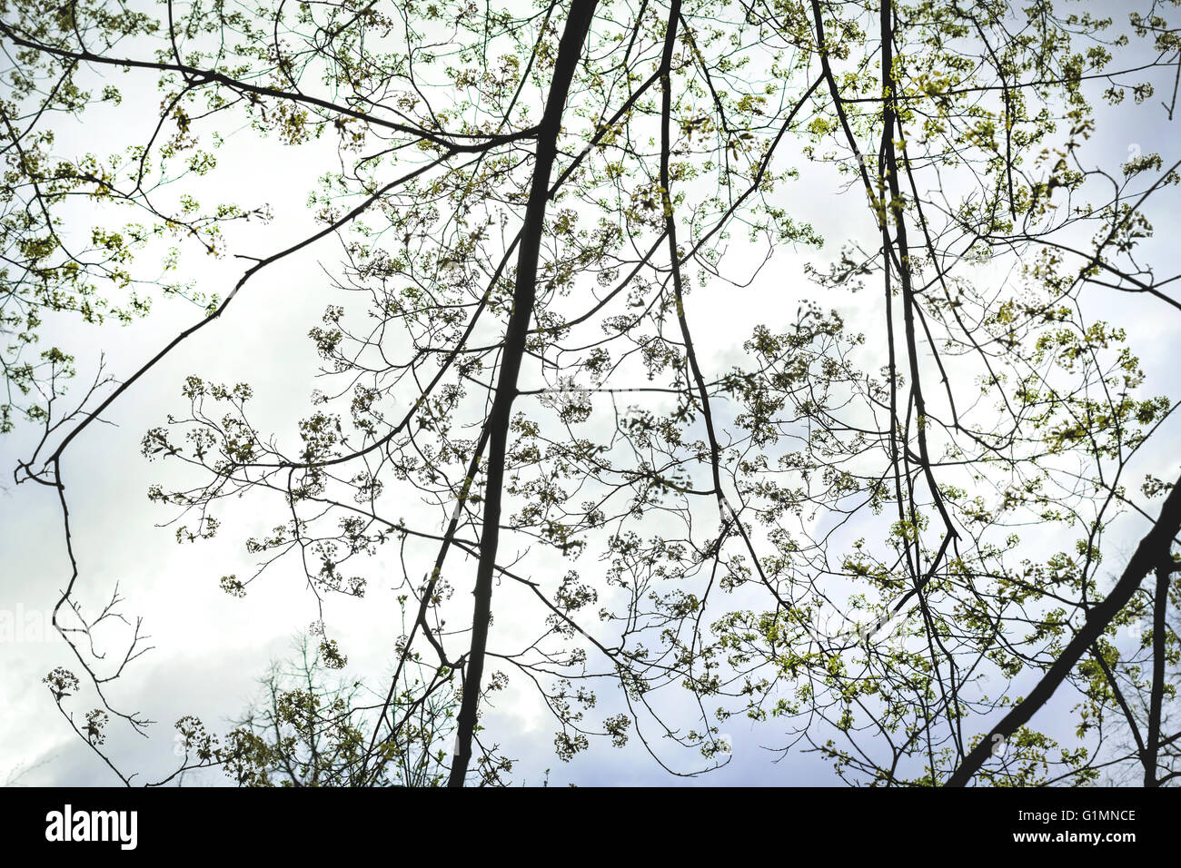Spring branches of tree against blue and white sky with clouds Stock ...