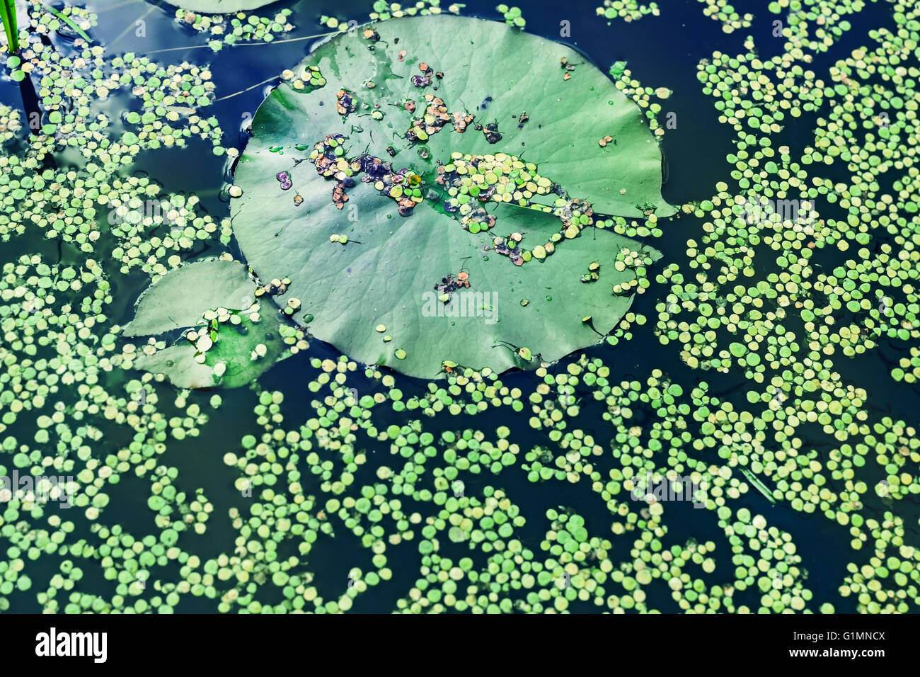 Green duckweed on water and lily leaf Stock Photo