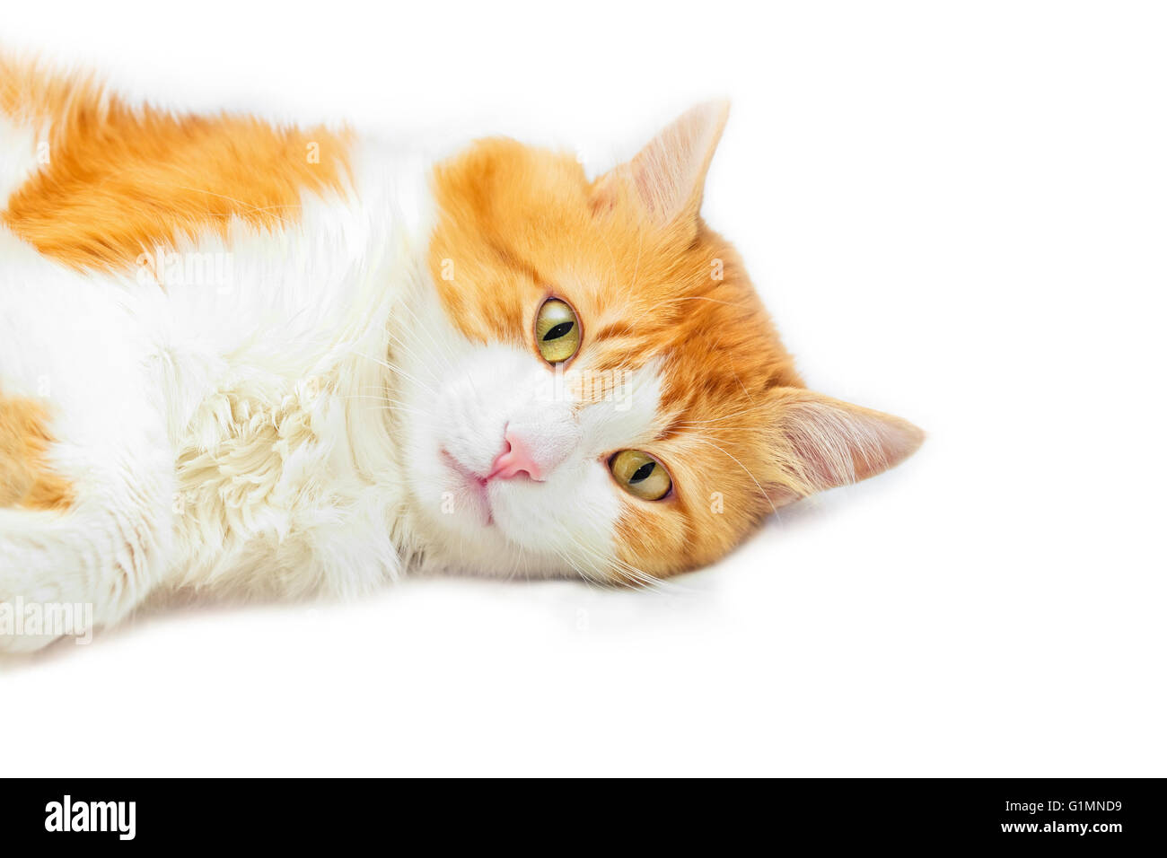 Beauty brooding red cat lies on white background Stock Photo