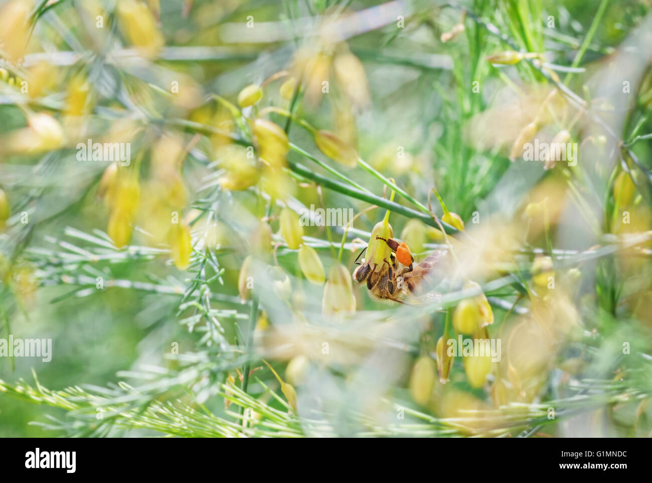 Nice bee over branch with yellow flowers at sunny summer day Stock Photo