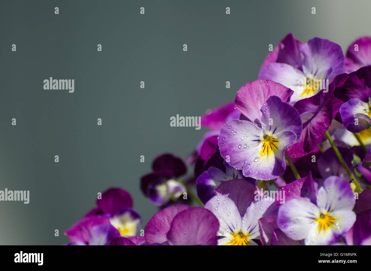 Detail of a flower pot with focus on one viol flower Stock Photo