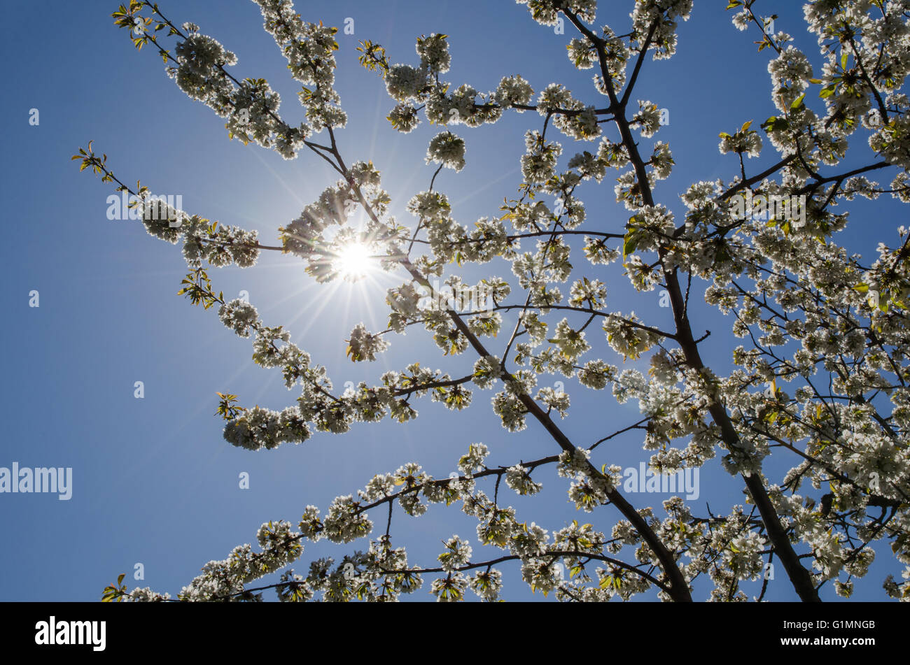 Sunshine over white cherry tree blossom Stock Photo