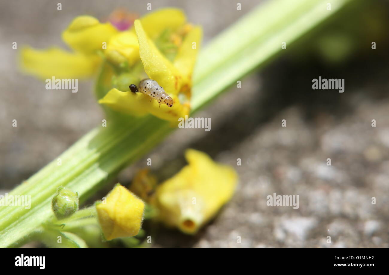 A maggot coming out of the colorful blossoms of the dark mullein (Verbascum nigrum). Stock Photo