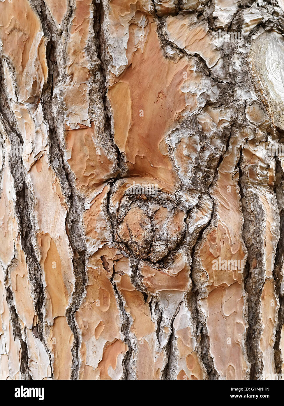 detail of pine tree wood skin texture Stock Photo