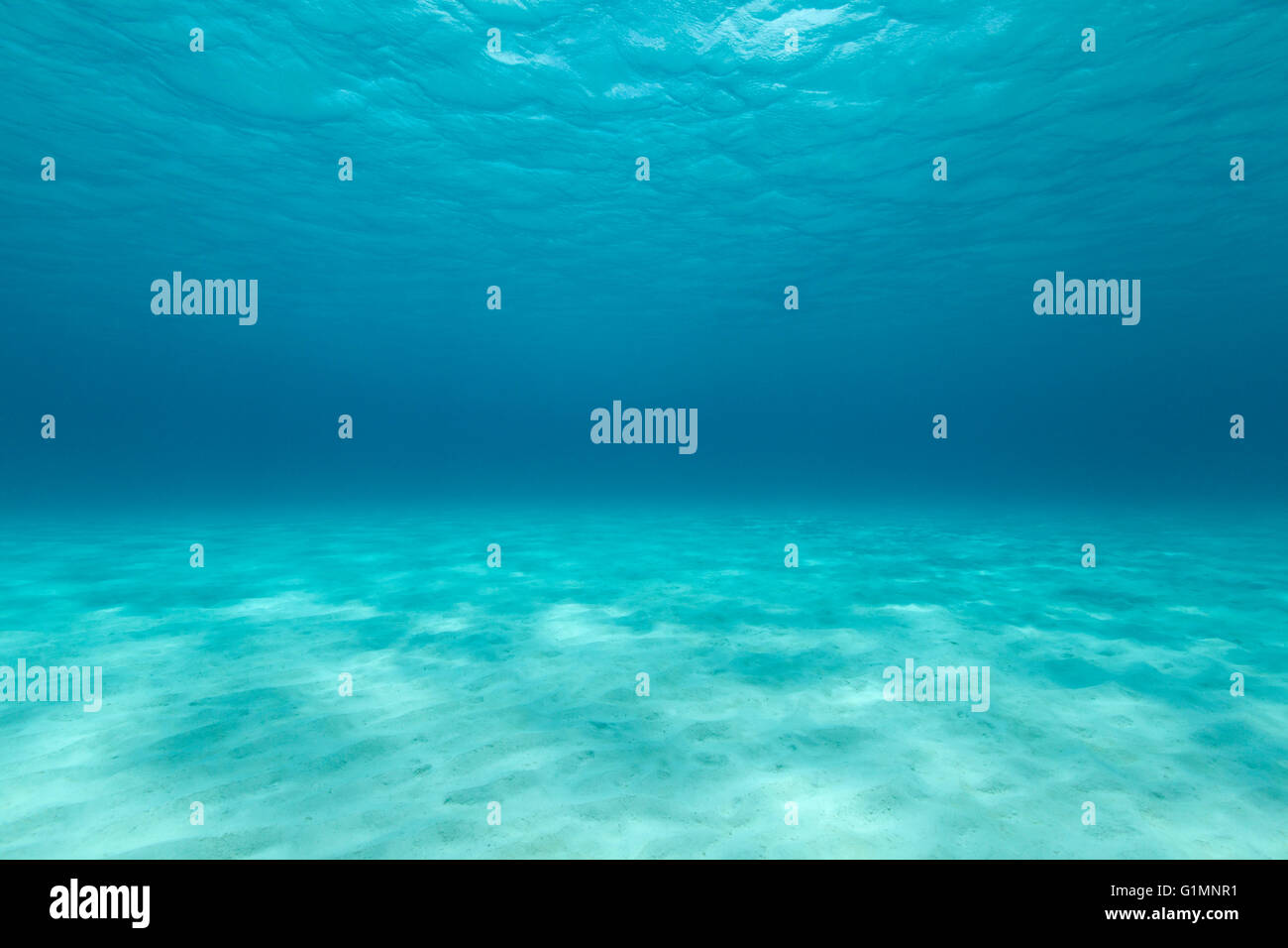 Underwater landscape with view on the surface and the bottom. Photo V.D. Stock Photo