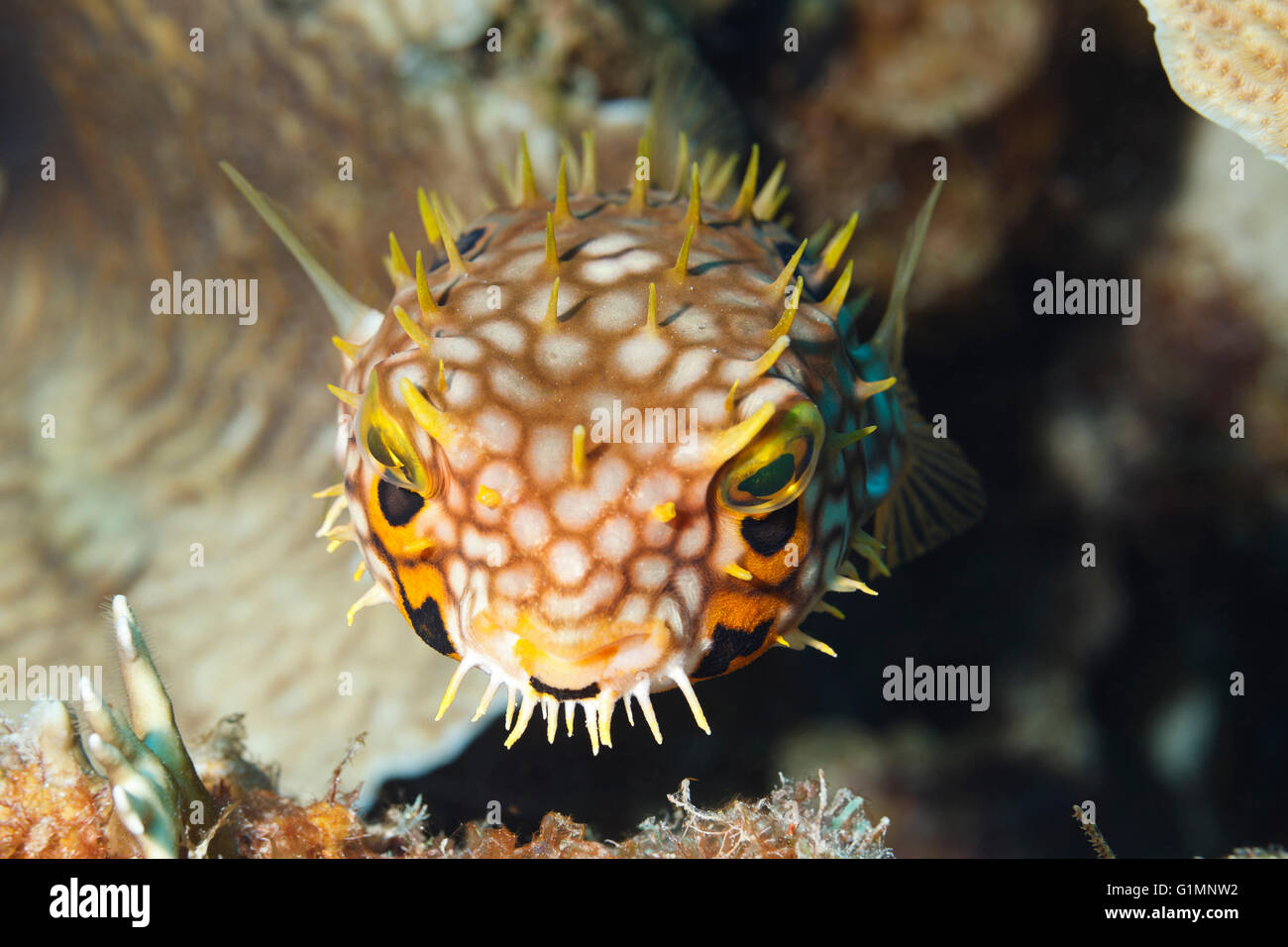 Balloonfish hi-res stock photography and images - Alamy